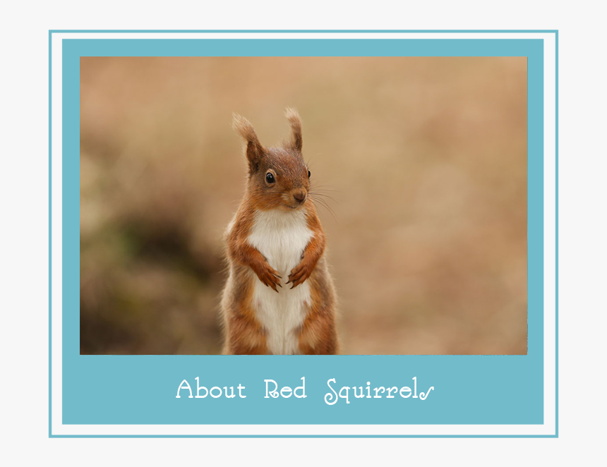 Aboutredsquirrels, HD Png Download, Free Download