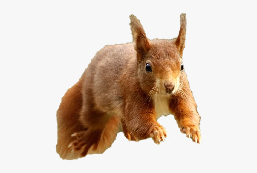 Squirrel Png, Transparent Png, Free Download