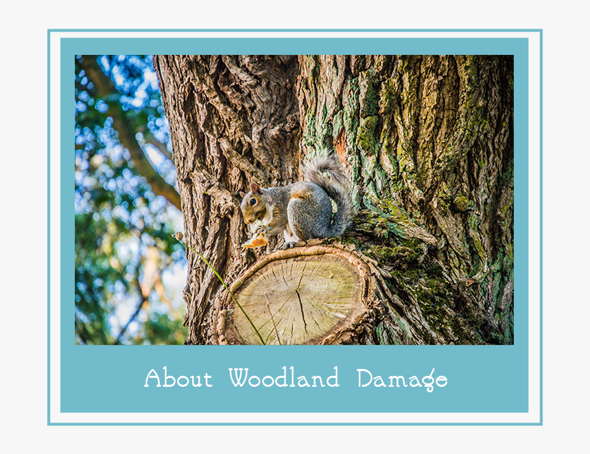 Aboutwoodlanddamage, HD Png Download, Free Download