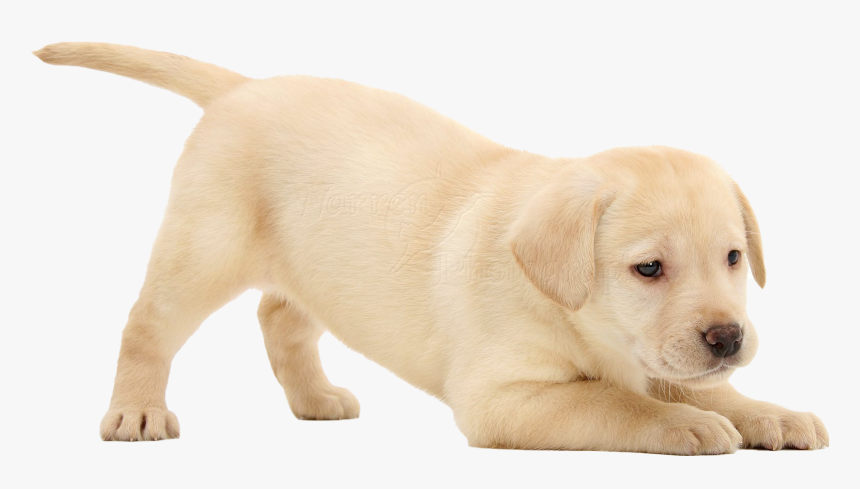 Labrador Retriever Puppy Png Image, Transparent Png, Free Download