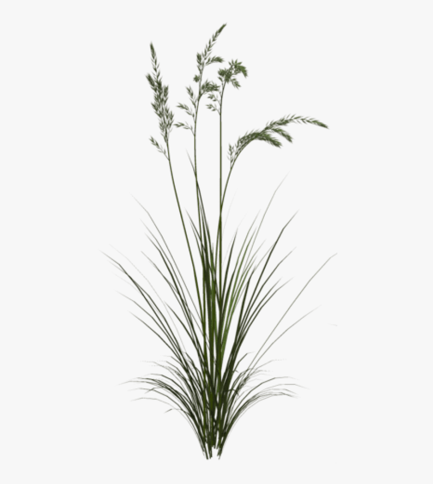 Free Png Download Sweet Grass Png Images Background, Transparent Png, Free Download