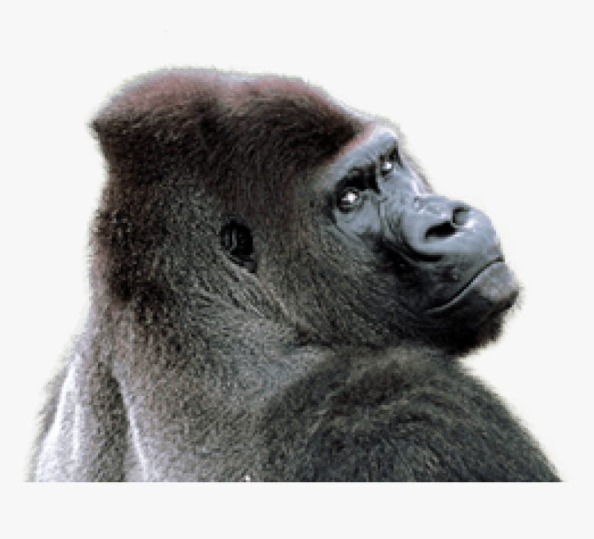 Free Png Gorilla Png Images Transparent, Png Download, Free Download