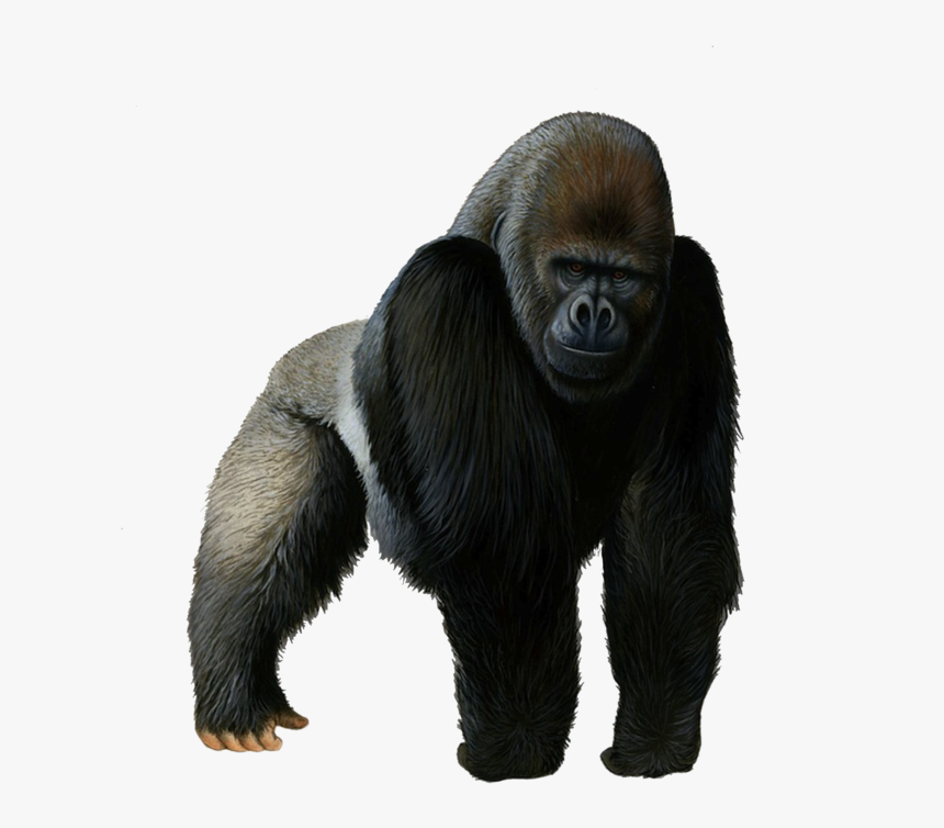 Gorilla Png Photos, Transparent Png, Free Download