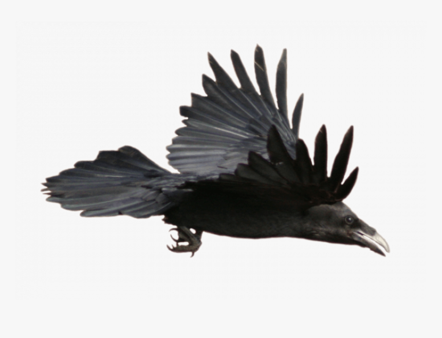 Flying Crow Png, Transparent Png, Free Download