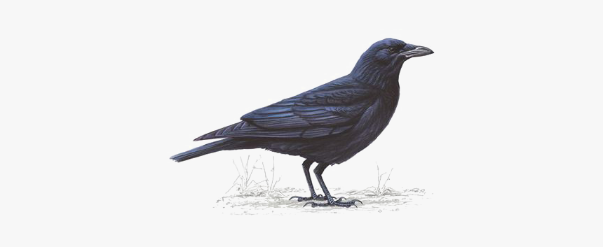 Crow Png Free Background, Transparent Png, Free Download