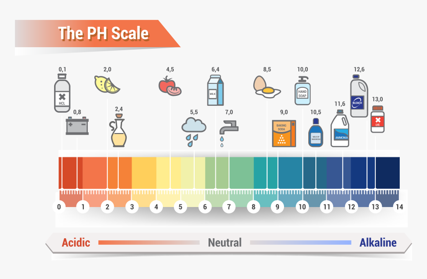 Affordable Ph Scale Litmus Paper Color Chart Royalty, HD Png Download, Free Download