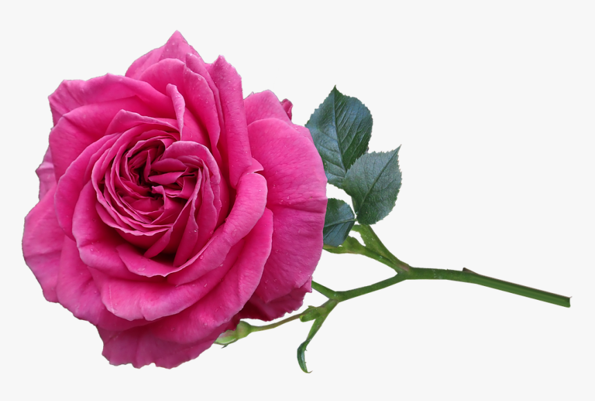 Transparent Rose Garden Png, Png Download, Free Download