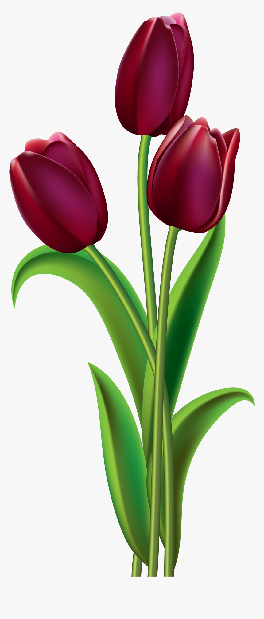 Tulip Red Flower Clip Art, HD Png Download, Free Download