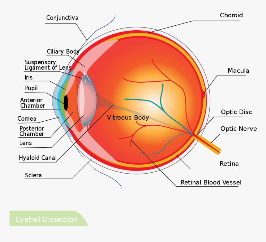 Eyeball Png, Transparent Png, Free Download