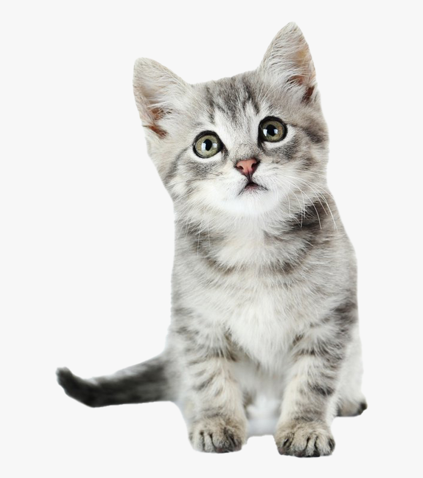 Kitten Png Free Download, Transparent Png, Free Download