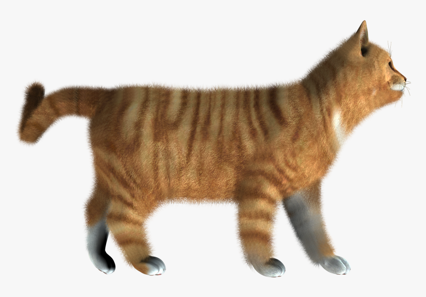 Kitten Png Pic, Transparent Png, Free Download