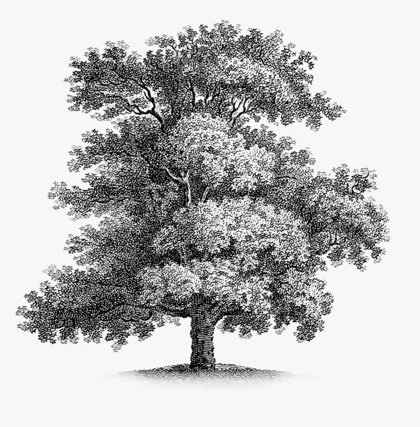 Oak-tree, HD Png Download, Free Download