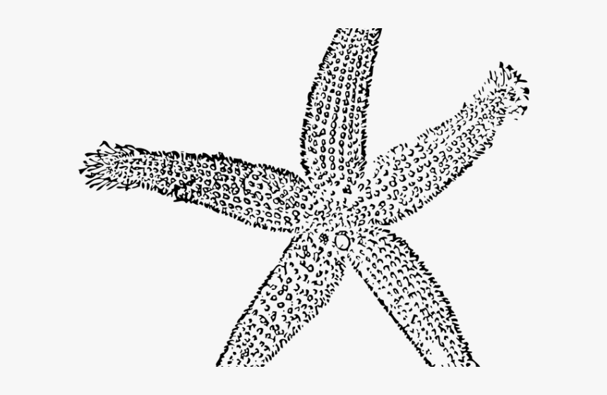 Transparent Starfish Silhouette Png, Png Download, Free Download
