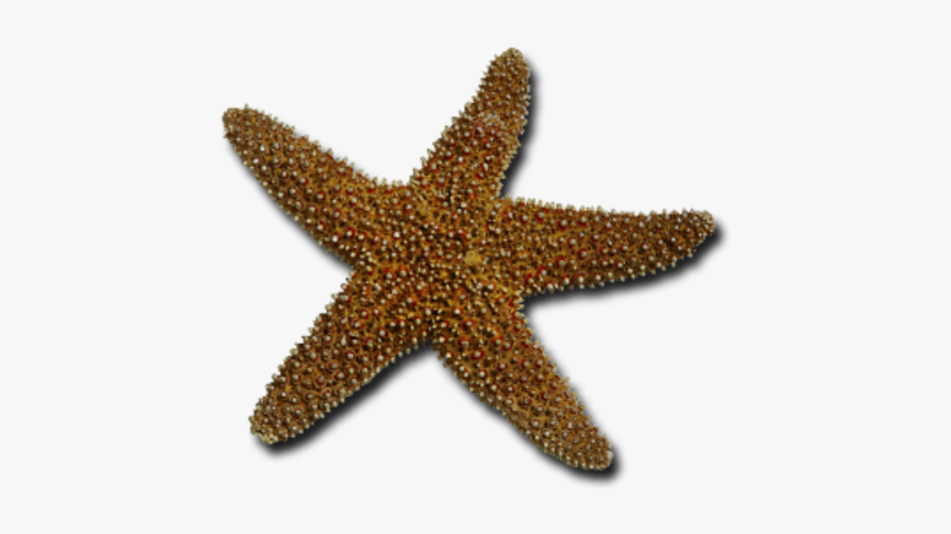 Starfish Png, Transparent Png, Free Download