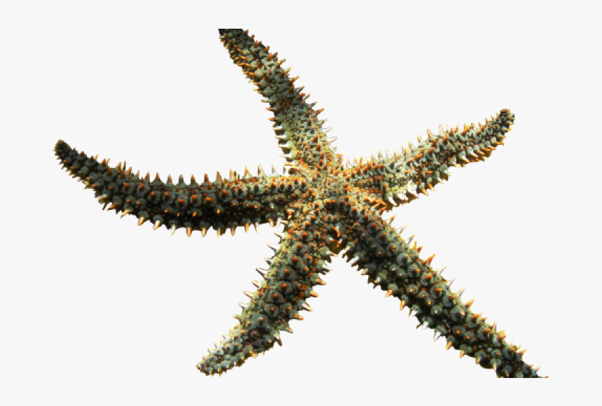 Starfish Png, Transparent Png, Free Download