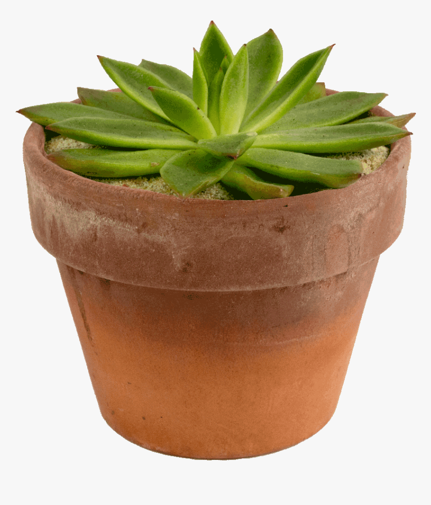 Transparent Potted Flowers Png, Png Download, Free Download