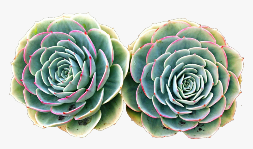 Succulent Clipart Pink Succulent, HD Png Download, Free Download