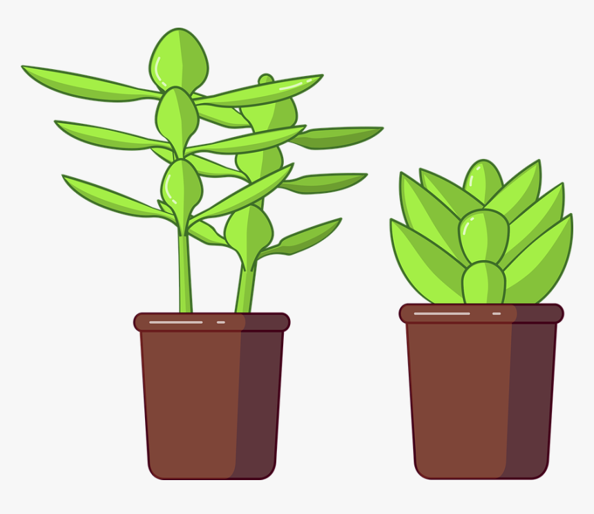 Succulent Png, Transparent Png, Free Download