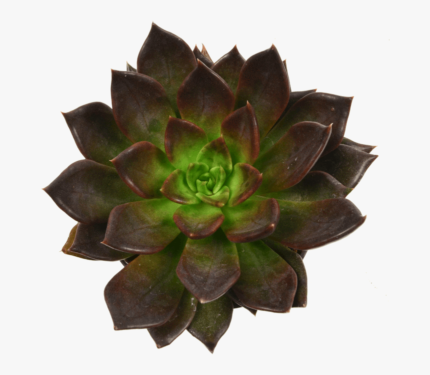 Echeveria Black Prince Plants And Cacti, HD Png Download, Free Download