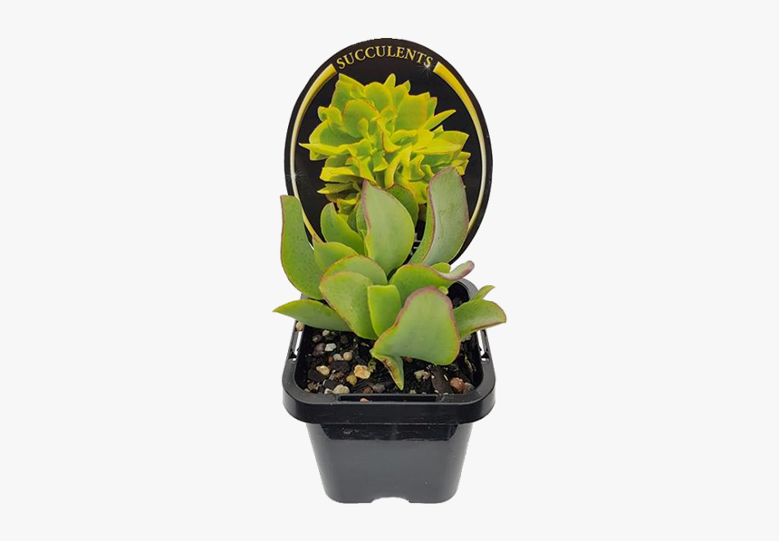 Succulent Png, Transparent Png, Free Download