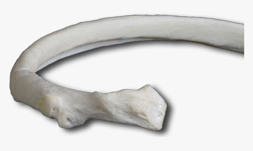 Rib Bone Transparent , Png Download, Png Download, Free Download