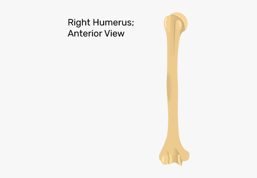 Transparent Bone Humerus, HD Png Download, Free Download