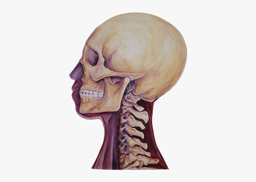 03 Heads Bone, HD Png Download, Free Download