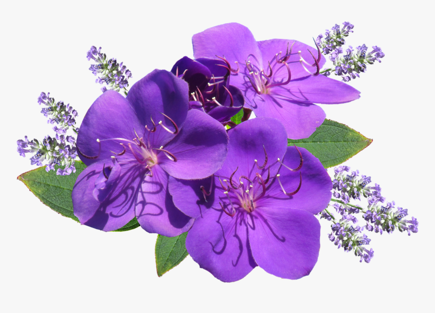 Flower Purple With Lavender, HD Png Download, Free Download