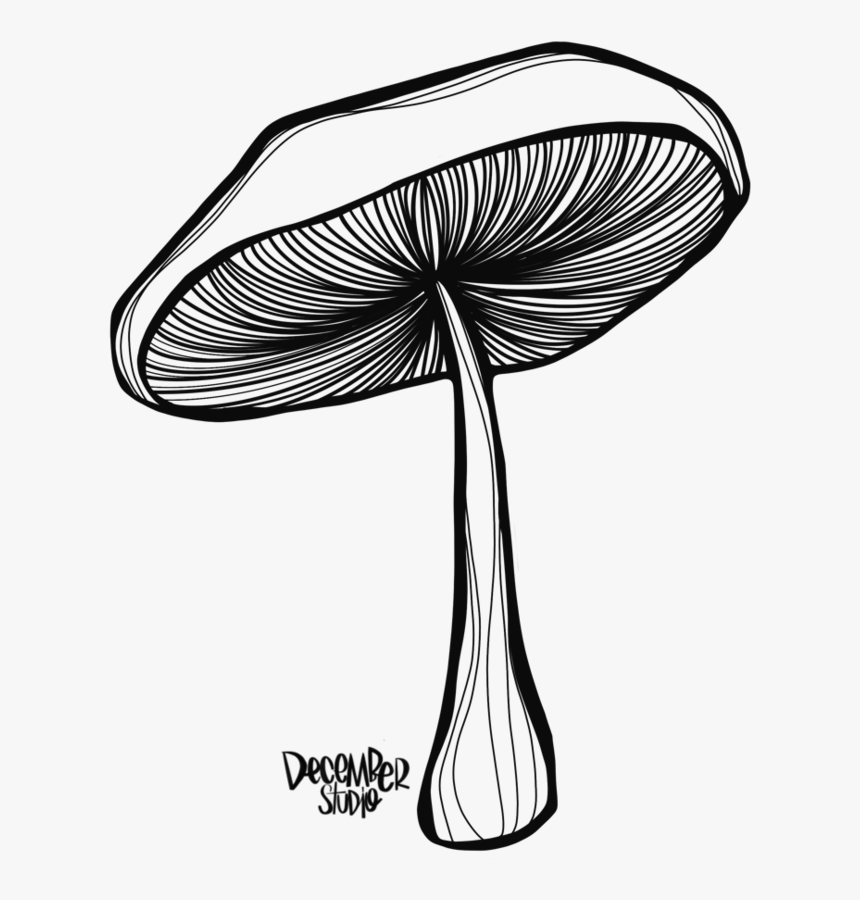Line Drawing Mushroom, HD Png Download, Free Download