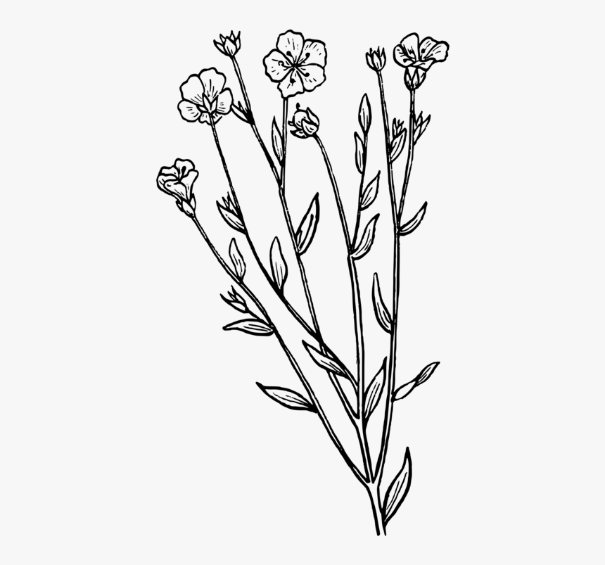 Line Art,plant,flora, HD Png Download, Free Download