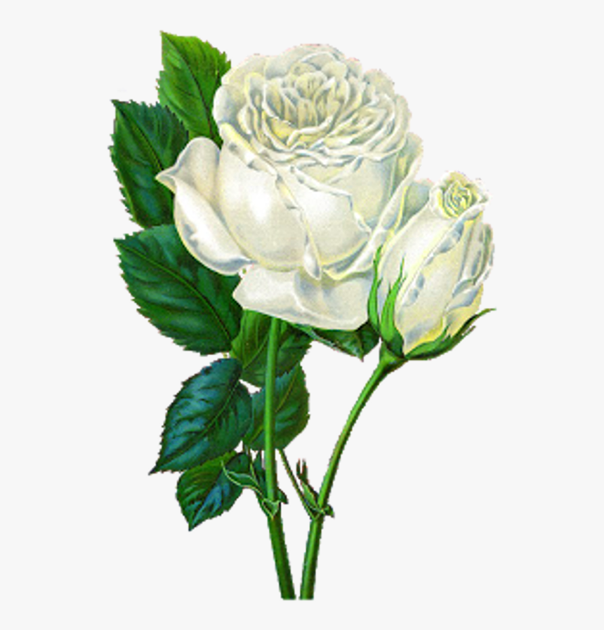 White Rose Png, Transparent Png, Free Download