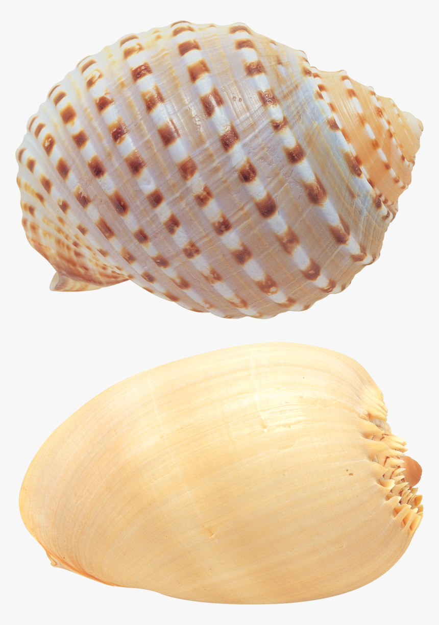 Seashell Png, Download Png Image With Transparent Background,, Png Download, Free Download