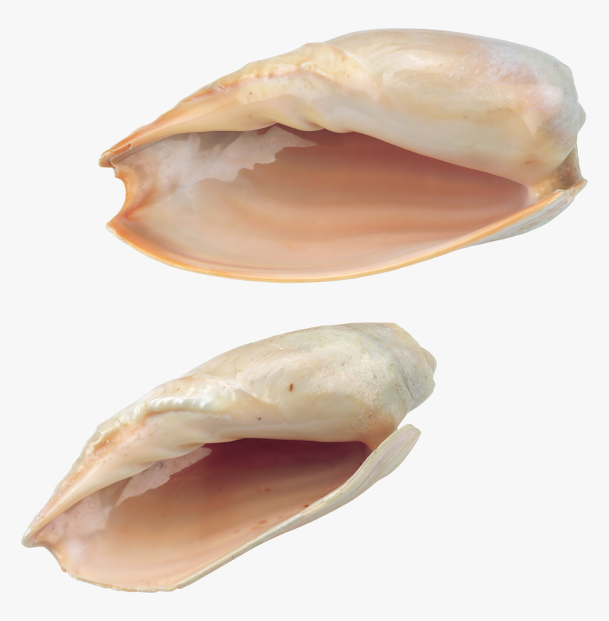 Seashell Png, Download Png Image With Transparent Background,, Png Download, Free Download