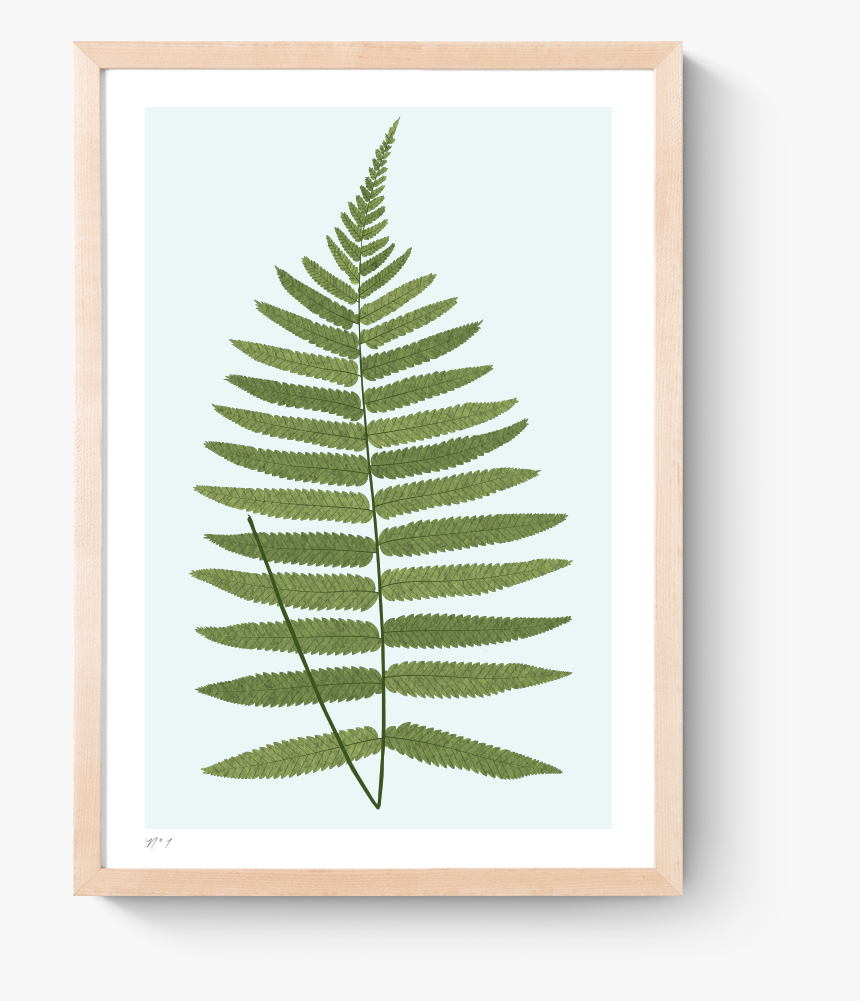 Rkr Fern I Art Print Frame Natural, HD Png Download, Free Download