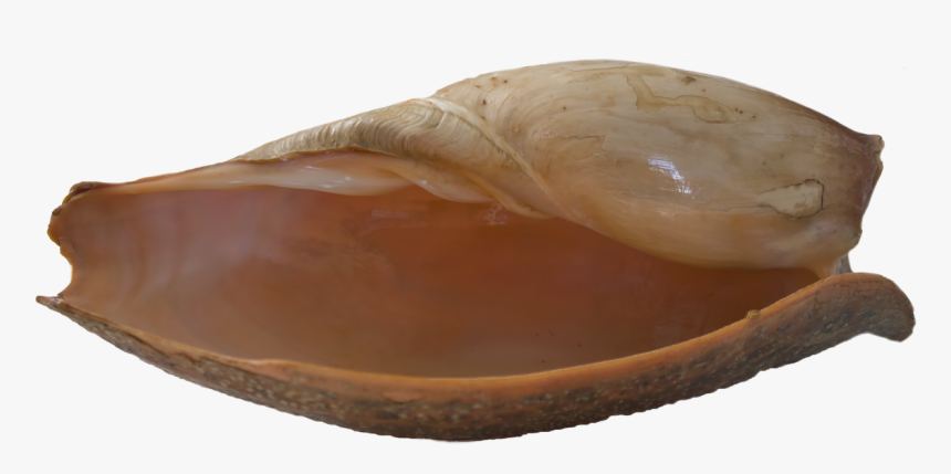 Seashell Png, Transparent Png, Free Download