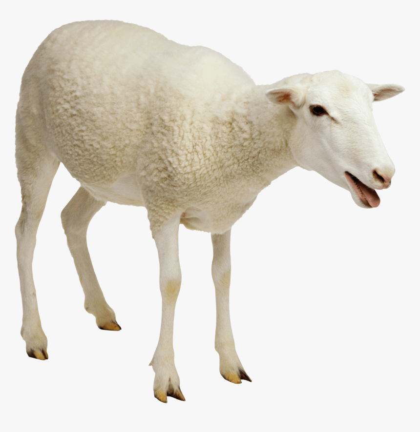 Sheep Png, Transparent Png, Free Download