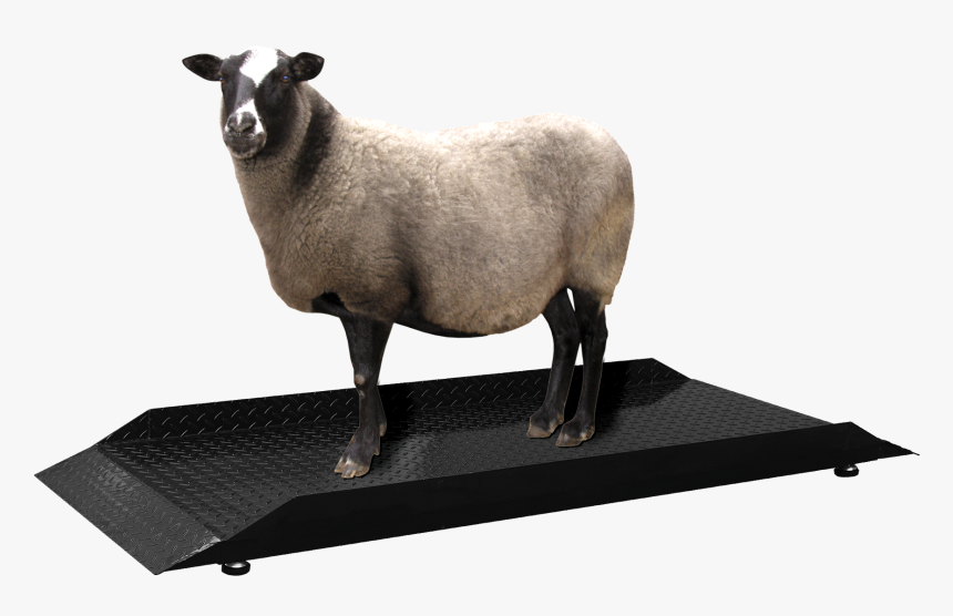 Sheep Png, Transparent Png, Free Download