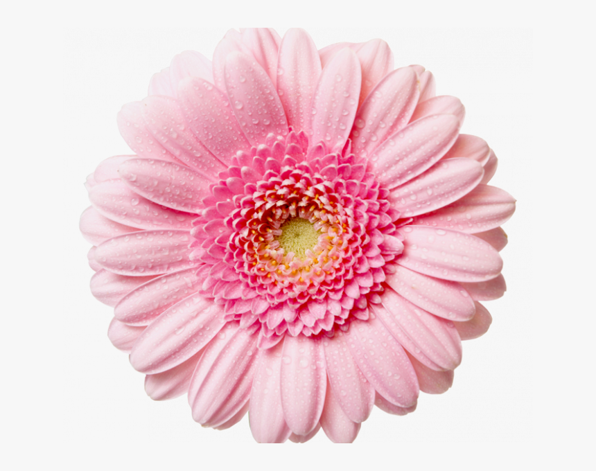 Pink Flower Transparent Background , Png Download, Png Download, Free Download