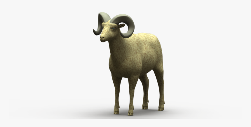 Sheep Png, Transparent Png, Free Download