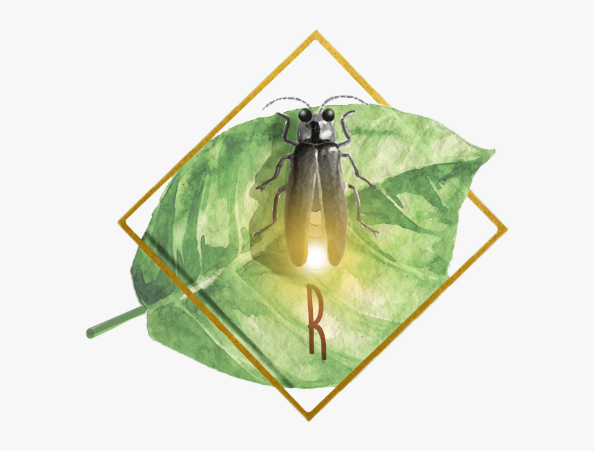 Fly , Png Download, Transparent Png, Free Download
