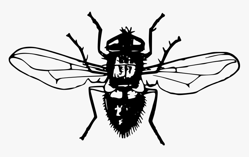 Download Fly Png Photo, Transparent Png, Free Download