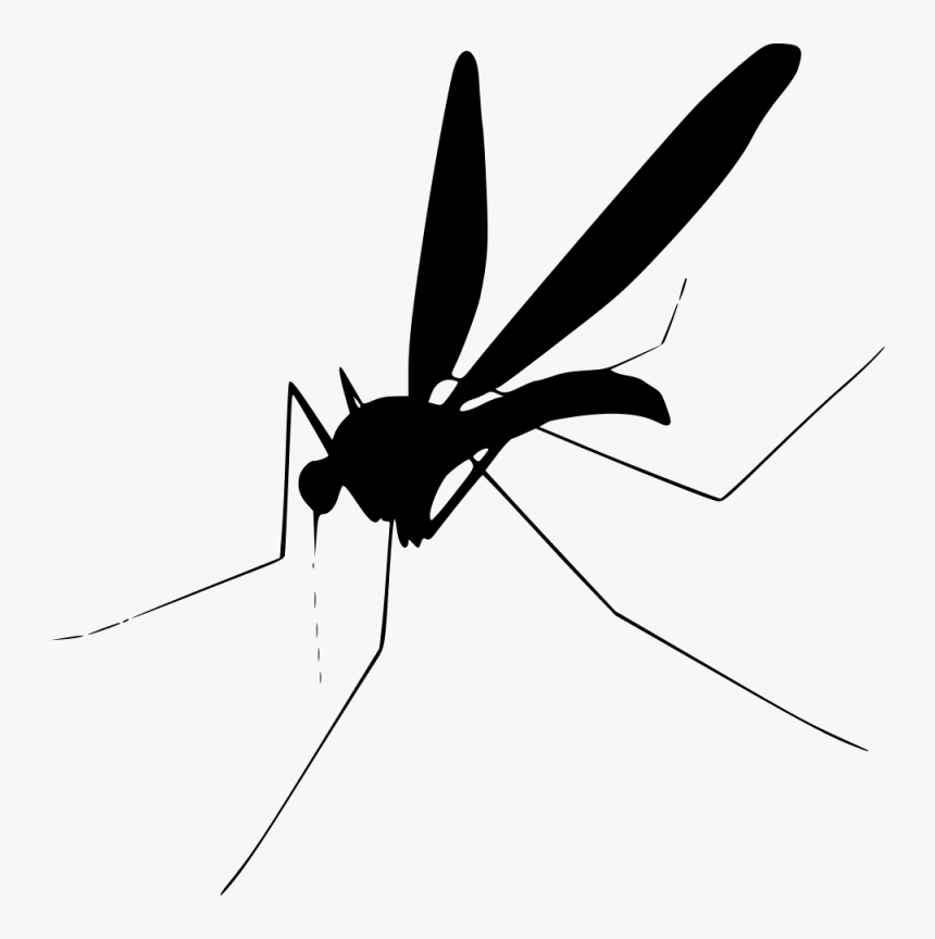 Insect Fly Clip Art, HD Png Download, Free Download