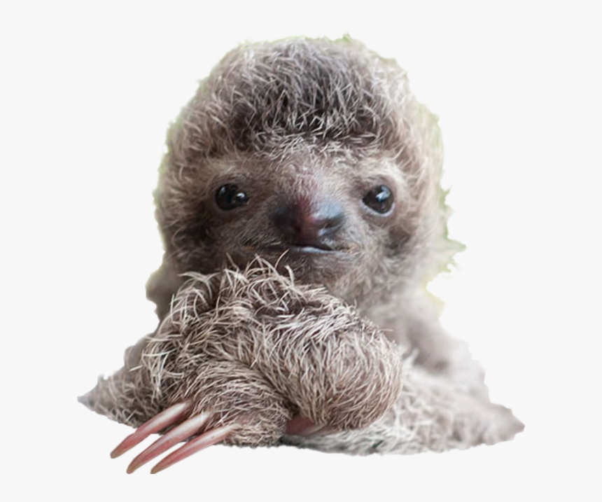 Sloth Png, Transparent Png, Free Download