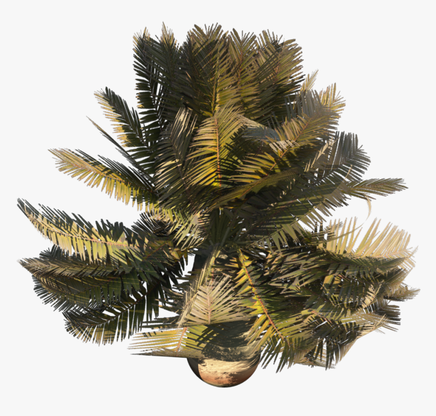 Paurotis Palm , Png Download, Transparent Png, Free Download