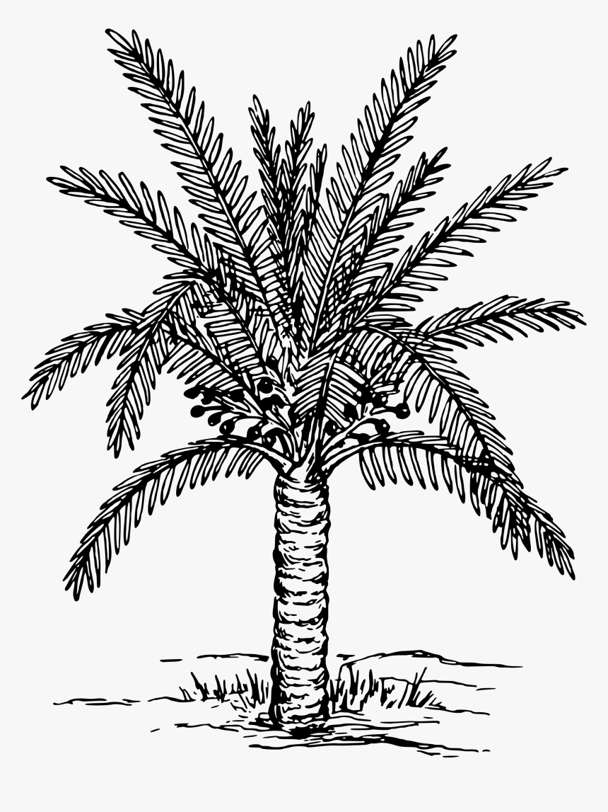 Sago Palm Clip Arts, HD Png Download, Free Download