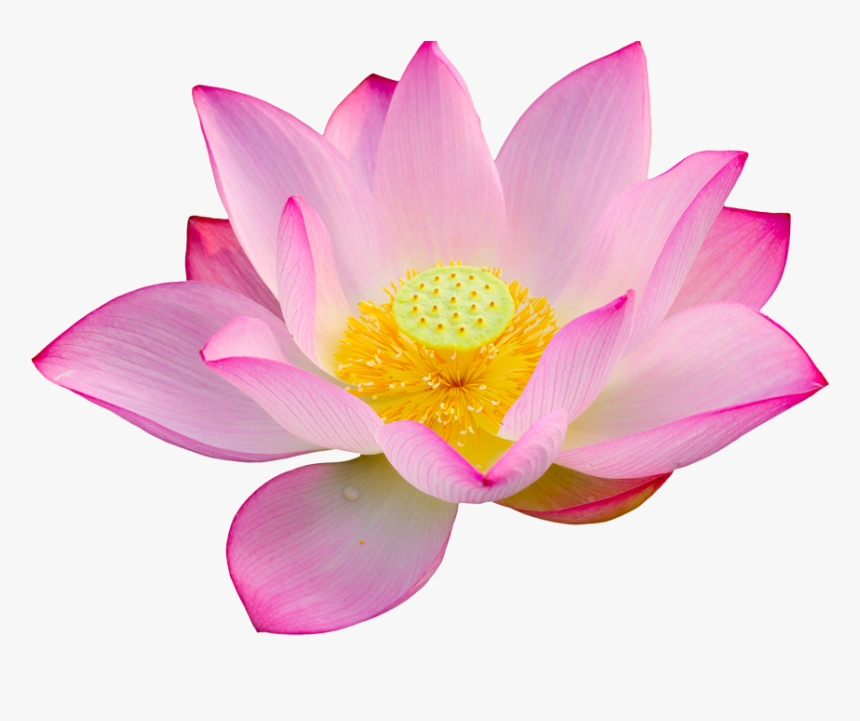 Lotus Png Big Size, Transparent Png, Free Download