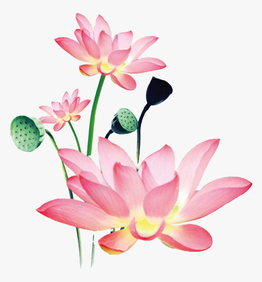 Lotus Png Free Background, Transparent Png, Free Download