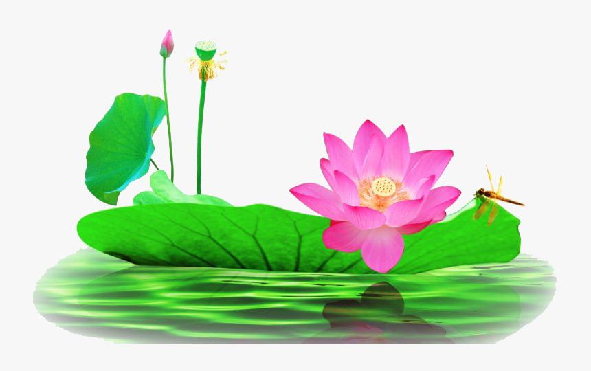 Lotus Flower Png Pic, Transparent Png, Free Download