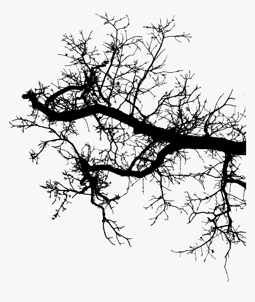 Tree Branch Png, Transparent Png, Free Download