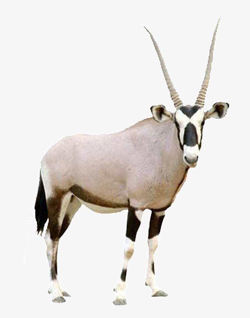 Hd Beautiful Tibetan Antelope Static Png, Transparent Png, Free Download